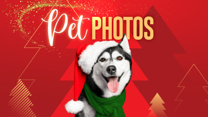 Banner featuring a Husky in Christmas attire. Text reads 